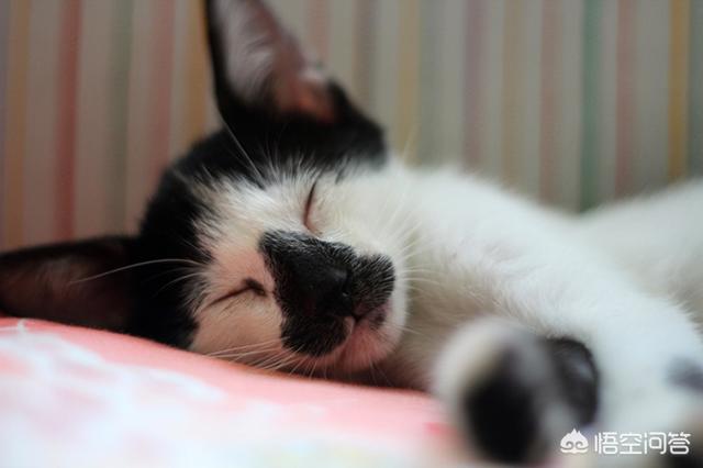 重庆名望宠物医院贴吧:猫癫痫病的治疗方案是什么？