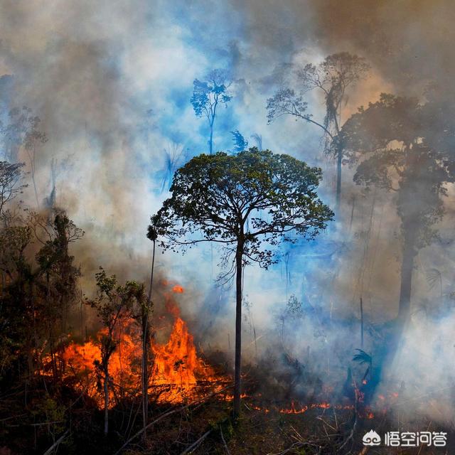 大家有没觉得今年的气候非常反常