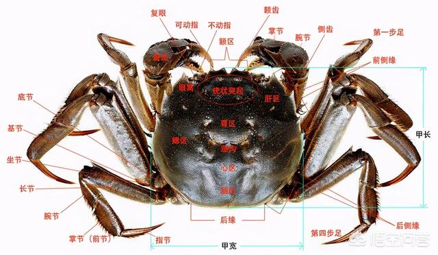 大闸蟹跟河蟹的区别图图片