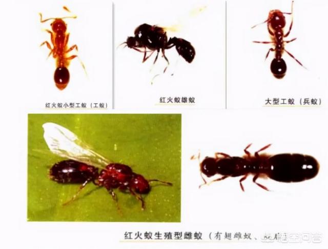 红火蚁有多厉害，作为高危入侵生物，红火蚁到底有多厉害？