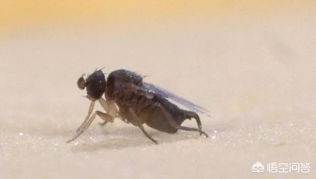 红火蚁有多厉害，作为高危入侵生物，红火蚁到底有多厉害？