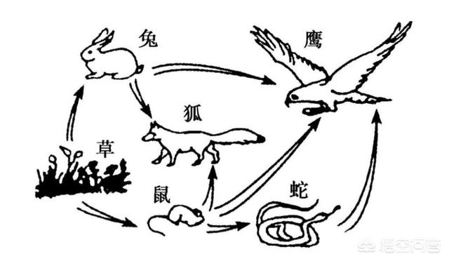 中华眼镜蛇百科:中华眼镜蛇毒性 蛇窝！广东一仓库发现16条眼镜蛇，幼蛇被抓，母蛇会来复仇吗？