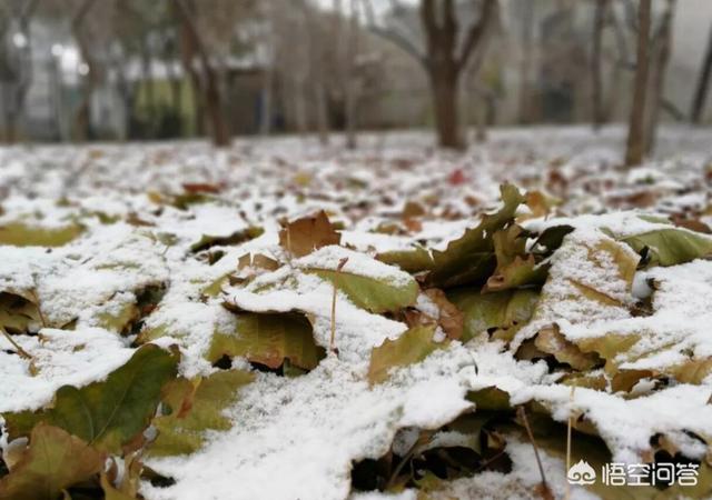 小冰河时期:今年是不是属于小冰河期的开始？