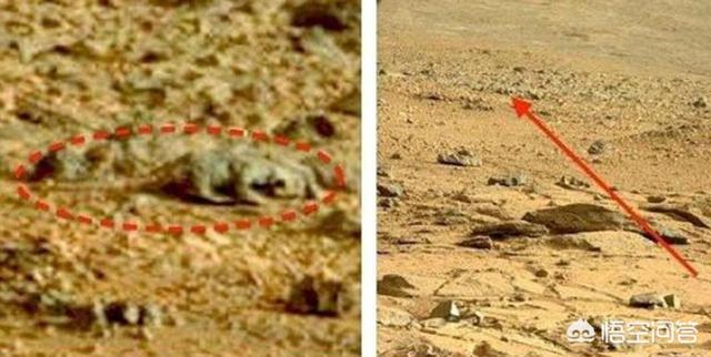 帝王蛇蜥吃猎物的电视:火星车很早就发现火星生命了？机遇号拍到“蜥蜴”，它到底是啥？