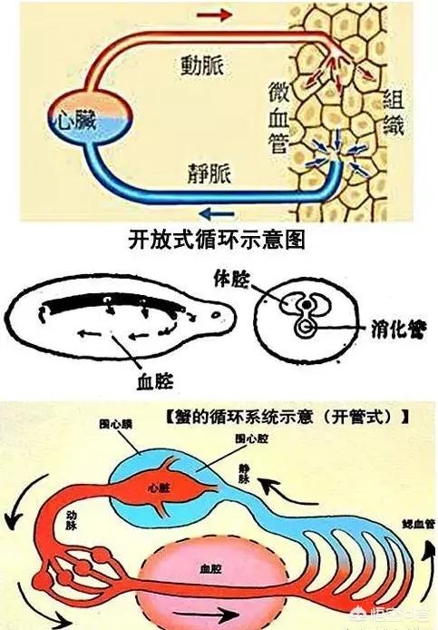 死人头蟑螂:为什么蟑螂没有头还能存活数周，它是如何做到的？