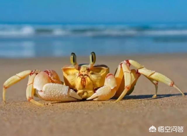 圣诞岛被红蟹一手把控，可以控制螃蟹的蟹奴，是怎么把螃蟹身体掏空的