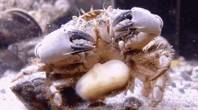 圣诞岛被红蟹一手把控，可以控制螃蟹的蟹奴，是怎么把螃蟹身体掏空的