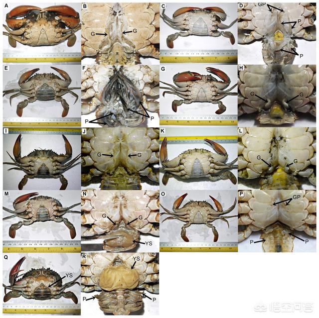 藤壶可以吃吗，可以控制螃蟹的蟹奴，是怎么把螃蟹身体掏空的