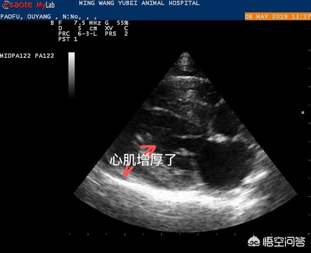 伯曼猫与喜马拉雅猫:为什么很多养猫的人都不重视猫咪心脏病的问题？ 伯曼猫和喜马拉雅猫