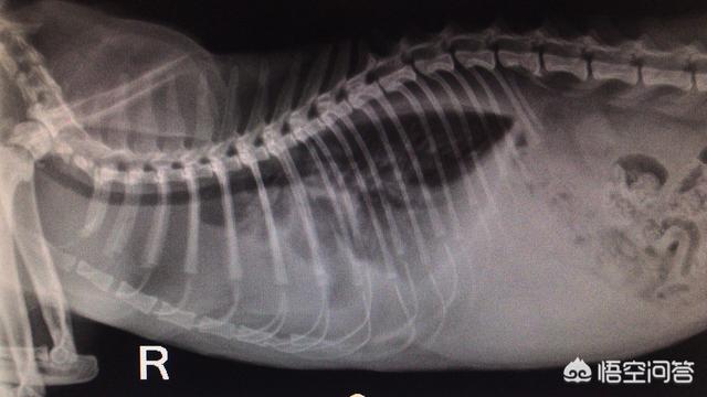 伯曼猫与喜马拉雅猫:为什么很多养猫的人都不重视猫咪心脏病的问题？ 伯曼猫和喜马拉雅猫
