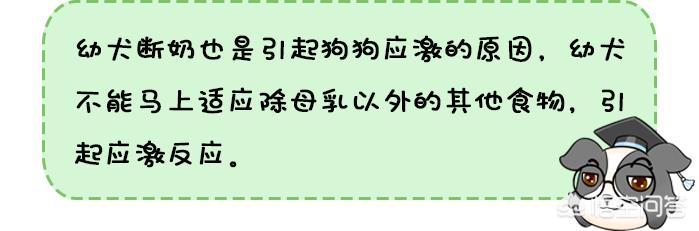 gougou:狗狗也会产生应激反应？狗狗哪些情况容易出现应激反应？