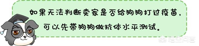 gougou:狗狗也会产生应激反应？狗狗哪些情况容易出现应激反应？