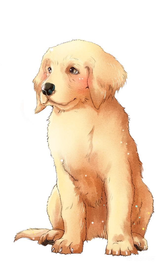 泰迪最好的沐浴露:狗狗应该使用什么沐浴露？