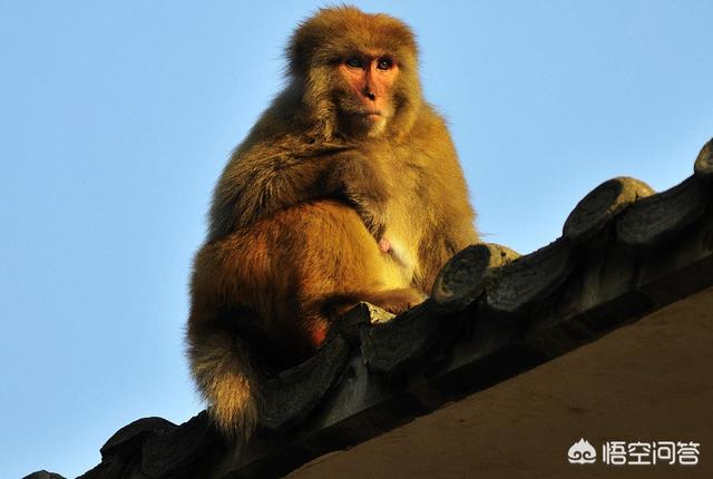 猴子，为什么未能被人类驯化成“家养动物”？