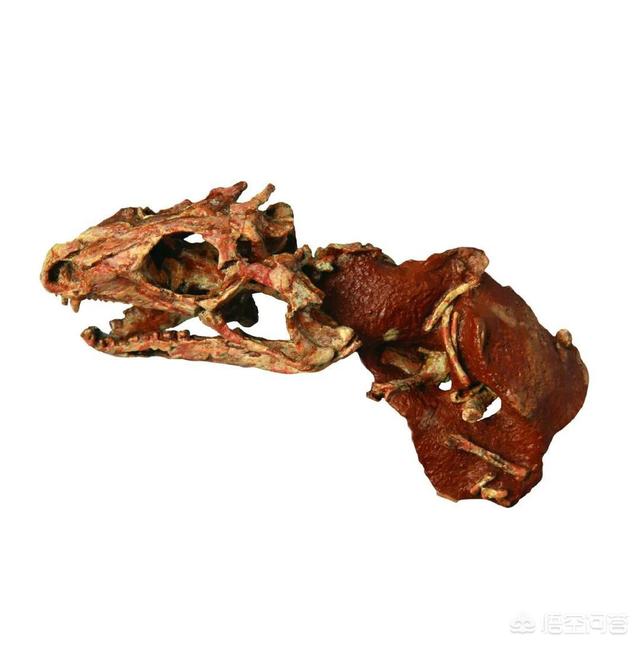 丽纹龙蜥繁殖:恐龙是怎么死的？为什么？