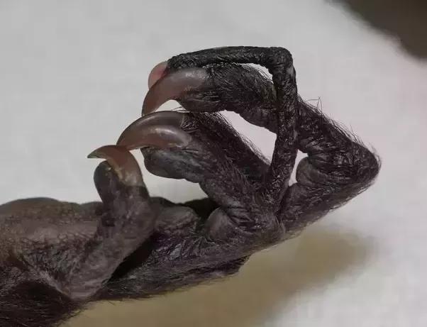 自然界有哪些长相可怕的动物？