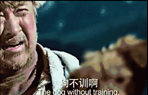 如何训练狗狗接飞盘视频教程:边牧一岁了，该怎样教他接飞盘？