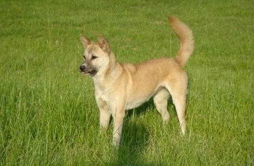 波音达犬打猎视频:假设一个人养了五只猎犬，如果一只攻击主人，其他四只会如何？