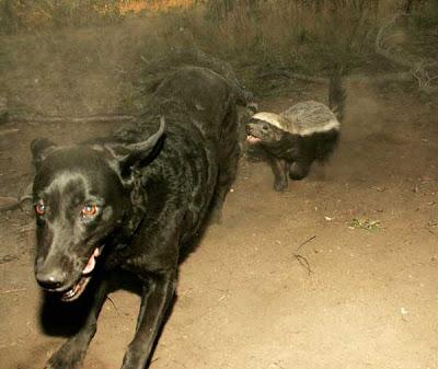 狗獾图片野生区别:比特犬厉害还是蜜獾厉害？