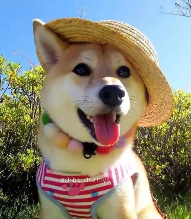 视频 超萌小柴犬 狗狗有点小呆萌 太可爱了 超萌小柴犬 Www Chongwu56 Com