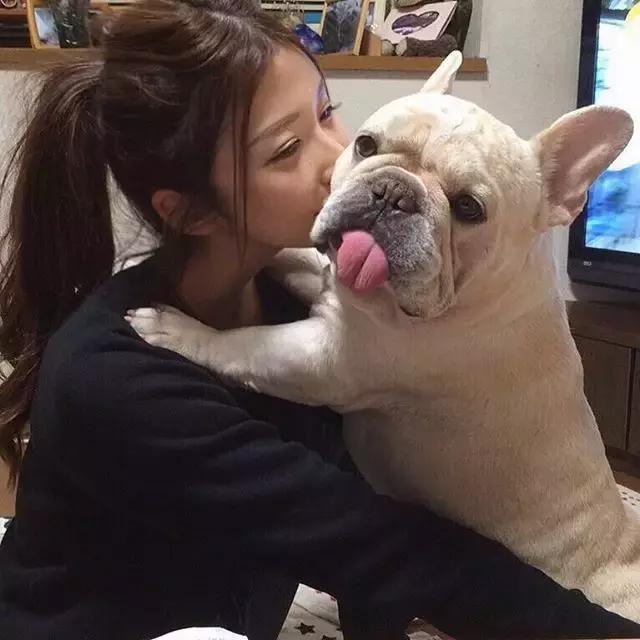 法国斗牛犬价格:法国斗牛犬又萌又可爱，但是有什么缺点呢？ 法国斗牛犬 价位