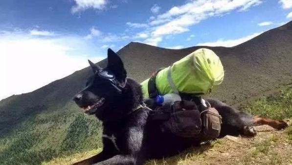 波音达犬打猎视频:假设一个人养了五只猎犬，如果一只攻击主人，其他四只会如何？