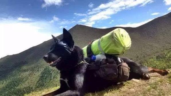 魏玛犬和拉布拉多犬:哪些狗狗适合一起徒步旅行？