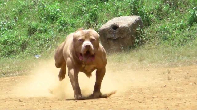 狗獾图片野生区别:比特犬厉害还是蜜獾厉害？