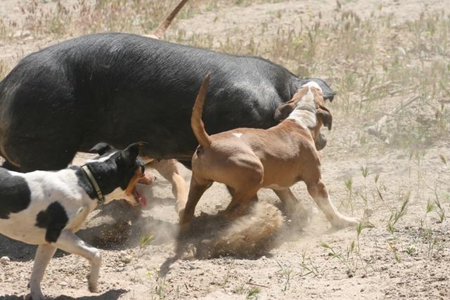 狗獾图片野生区别:比特犬厉害还是蜜獾厉害？