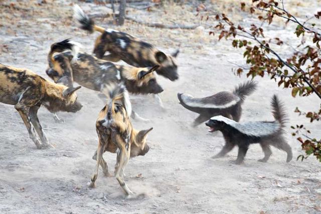 狗獾图片野生区别:比特犬厉害还是蜜獾厉害？