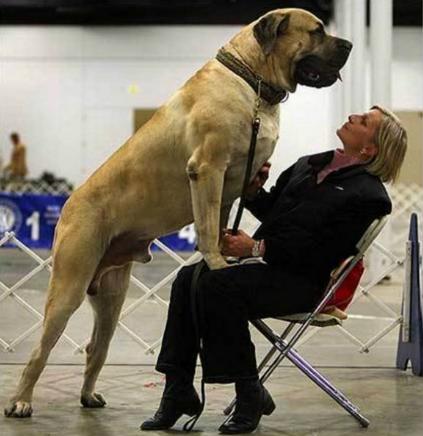 奇异宠物大型:有哪些大型犬聪明，忠诚，勇敢。最好可塑性好的？