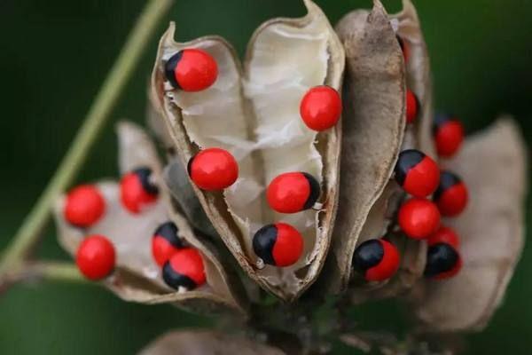 紅豆為何叫相思子?-頭條問答