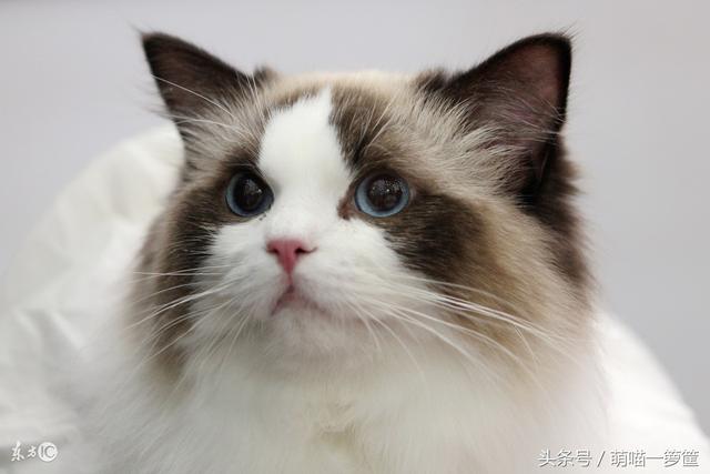 泰国宠物猫的品种及价格:一只布偶猫大约什么价位？ 泰国宠物猫的品种及价格