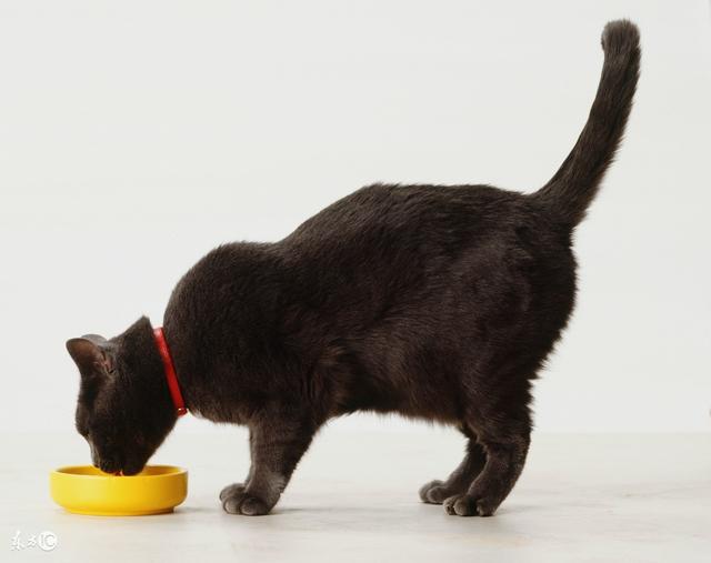 猫会用饮水器吗?:猫狗自动喂食器有必要买吗？