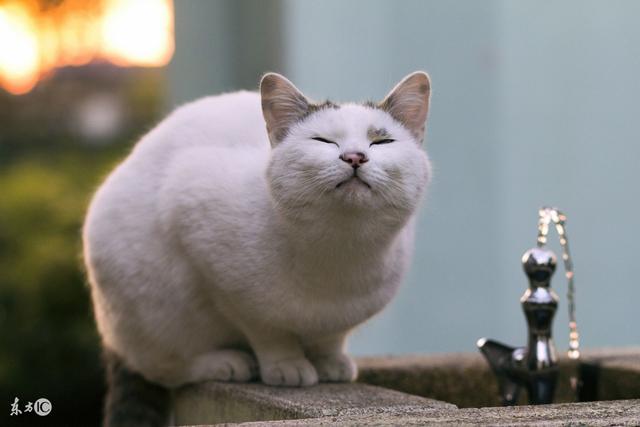 猫会用饮水器吗?:猫狗自动喂食器有必要买吗？