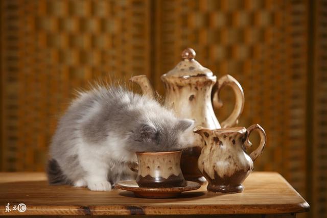 猫会用饮水器吗?:猫狗自动喂食器有必要买吗？
