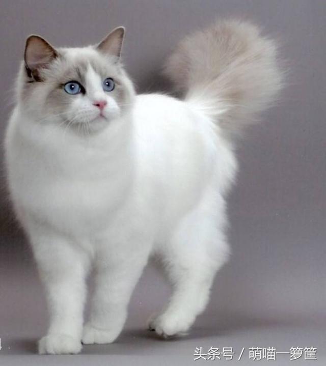 泰国宠物猫的品种及价格:一只布偶猫大约什么价位？ 泰国宠物猫的品种及价格