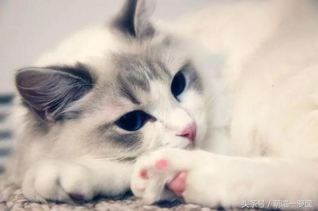 泰国宠物猫的品种及价格:一只布偶猫大约什么价位？ 泰国宠物猫的品种及价格
