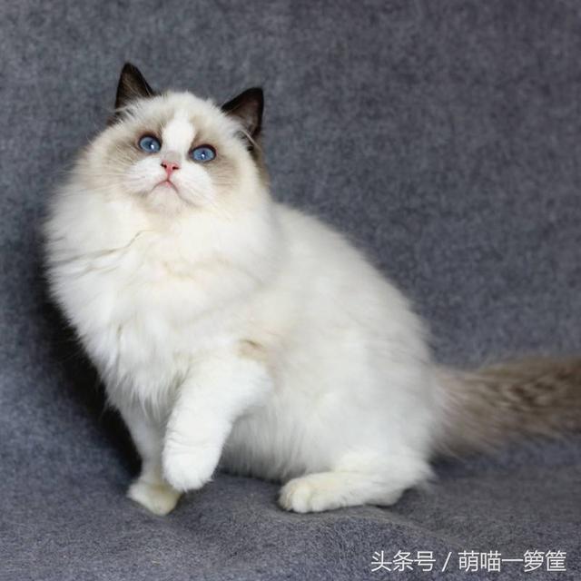泰国宠物猫的品种及价格:一只布偶猫大约什么价位？ 泰国宠物猫的品种及价格