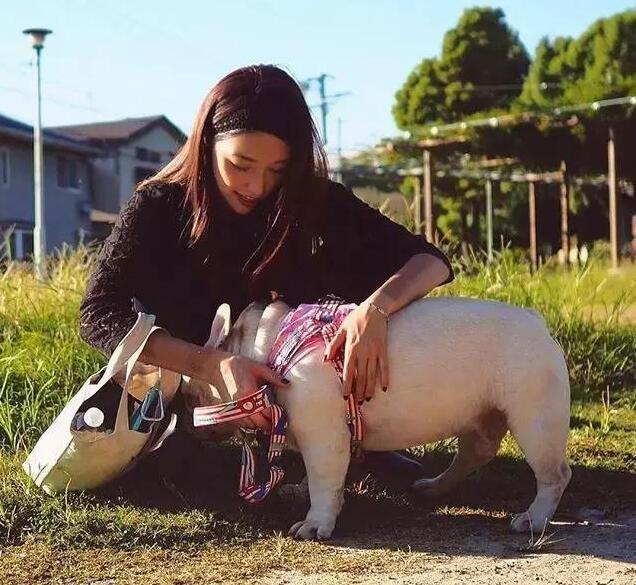 法国斗牛犬价格:法国斗牛犬又萌又可爱，但是有什么缺点呢？ 法国斗牛犬 价位