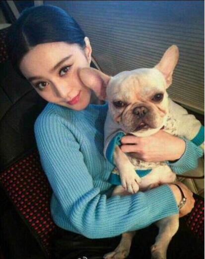 法国斗牛犬价格:法国斗牛犬又萌又可爱，但是有什么缺点呢？ 法国斗牛犬 价位