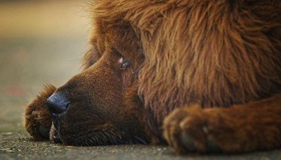 朱茵家的藏獒图:西藏上万被弃藏獒成灾，狗吃狗惨象你怎么看？