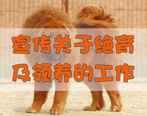 朱茵家的藏獒图:西藏上万被弃藏獒成灾，狗吃狗惨象你怎么看？