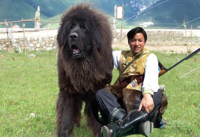 藏獒赤古还活着吗:西藏上万被弃藏獒成灾，狗吃狗惨象你怎么看？