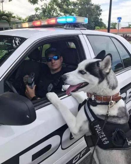 现实中的啸天神犬战斗力最强的狗:哪些狗狗看似面善，实际战斗力很强？