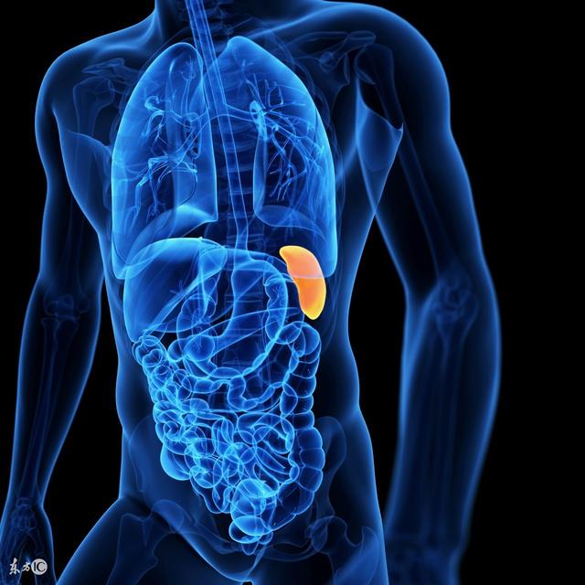 西医作用人体内最大的外周淋巴器官,本质上由红髓和白髓组成,具有造血