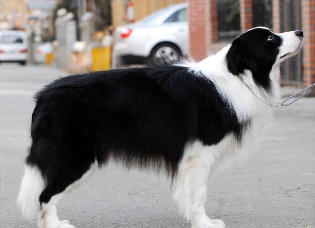 一般边牧的价格多少钱一只,失格的边境牧羊犬一般卖多少钱？