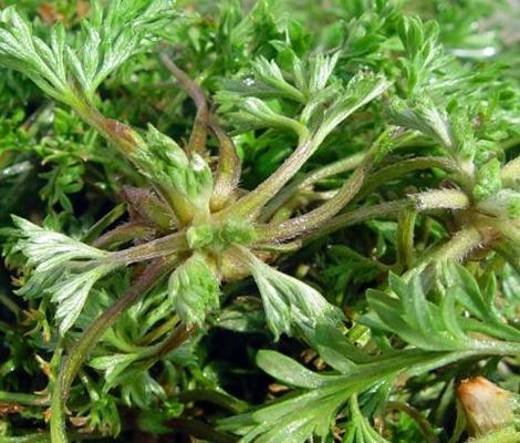 茵陈的副作用(茵陈怎样泡水喝对肝脏好)插图(1)