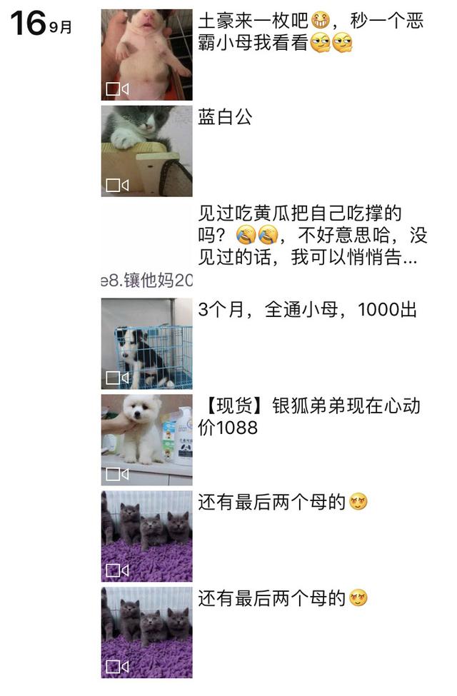 宠物诊所:开一家宠物店能赚多少钱？ 宠物诊所的故事