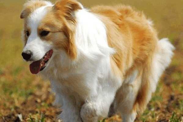 边境牧羊犬智商排名带图片:有人喜欢养智商第一的边牧犬吗？到底有多聪明？